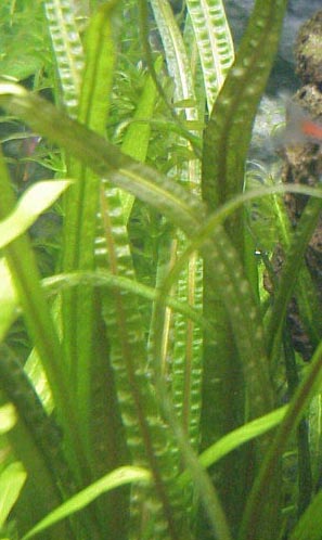 Cryptocoryne crispatula